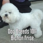 Dog Breeds 101: Bichon Frise