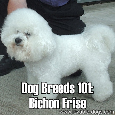 Dog Breeds 101 - Bichon Frise