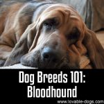 Dog Breeds 101: Bloodhound