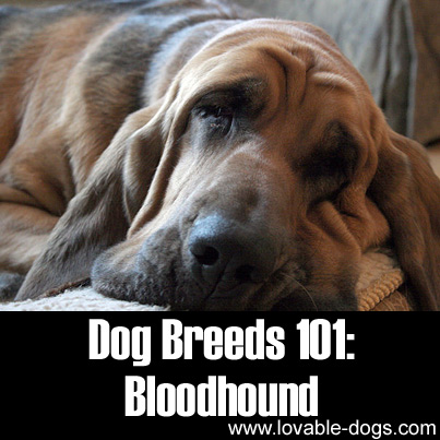 Dog Breeds 101 - Bloodhound