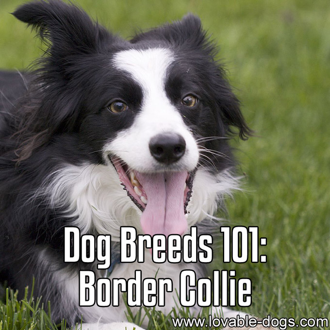 Dog Breeds 101 - Border Collie - WP