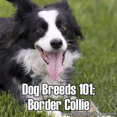 Dog Breeds 101 - Border Collie