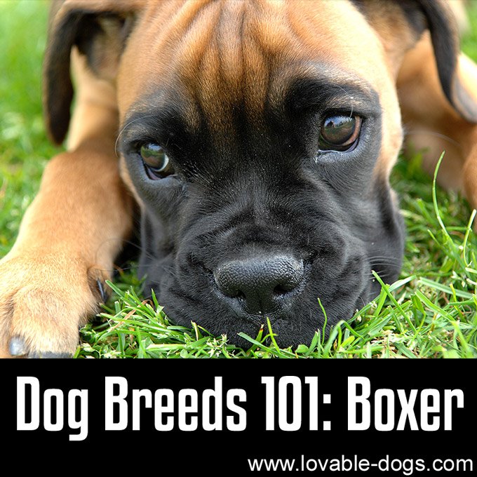 Dog Breeds 101 - Boxer - WP
