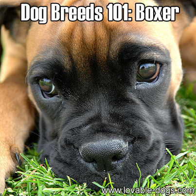 Dog Breeds 101 - Boxer