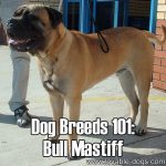 Dog Breeds 101: Bullmastiff