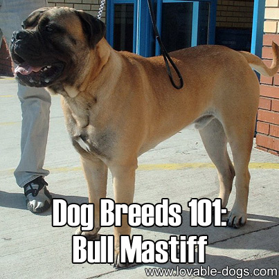 Dog Breeds 101 - Bull Mastiff