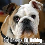 Dog Breeds 101: Bulldog