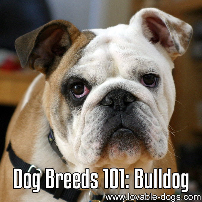 Dog Breeds 101 - Bulldog - WP