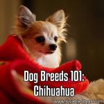 Dog Breeds 101: Chihuahua