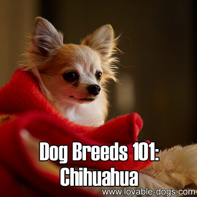 Dog Breeds 101 - Chihuahua