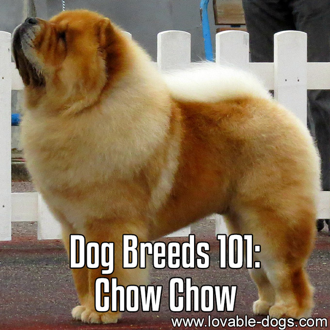 Dog Breeds 101 - Chow Chow - WP
