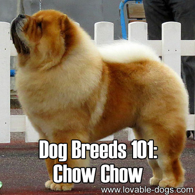 Dog Breeds 101 - Chow Chow