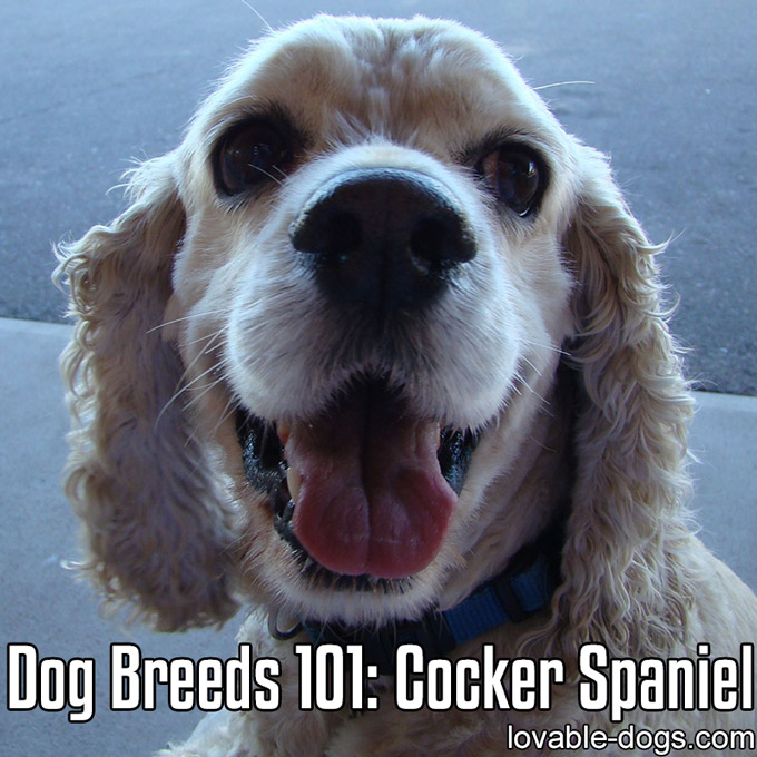 Dog Breeds 101 - Cocker Spaniel - WP