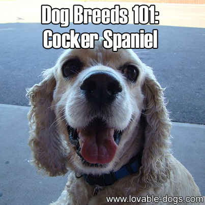 Dog Breeds 101 - Cocker Spaniel
