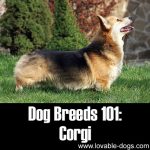 Dog Breeds 101: Corgi