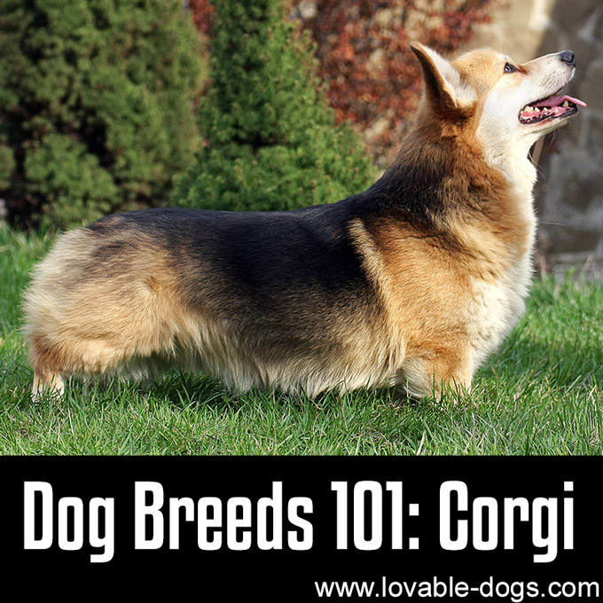 Dog Breeds 101 - Corgi - WP