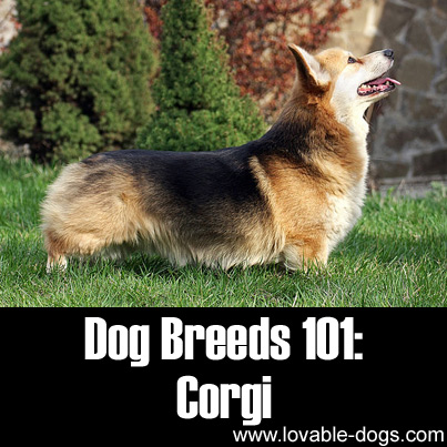 Dog Breeds 101 - Corgi