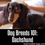 Dog Breeds 101: Dachshund