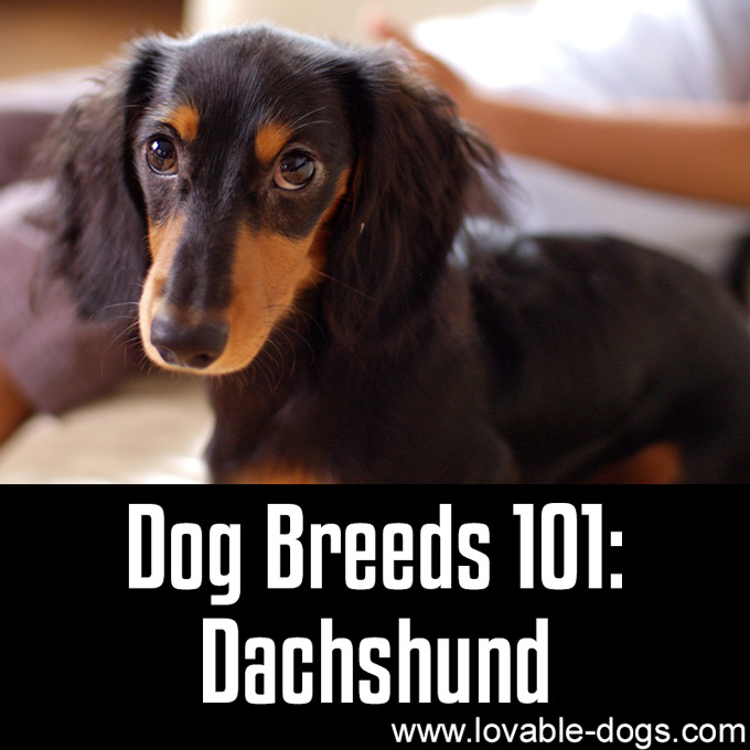 Dog Breeds 101 - Dachshund - WP