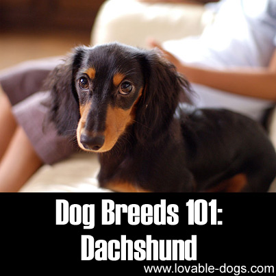 Dog Breeds 101 - Dachshund