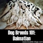 Dog Breeds 101: Dalmatian