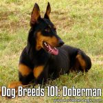 Dog Breeds 101: Doberman Pinscher