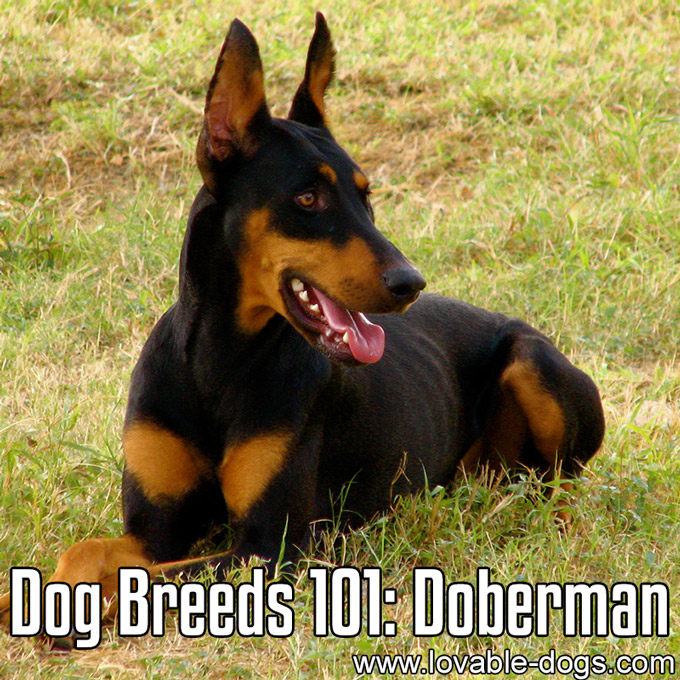 Dog Breeds 101 - Doberman Pinscher - WP