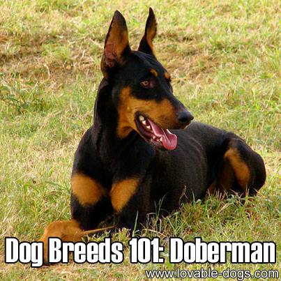 Dog Breeds 101 - Doberman Pinscher