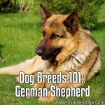 Dog Breeds 101: German Shepherd