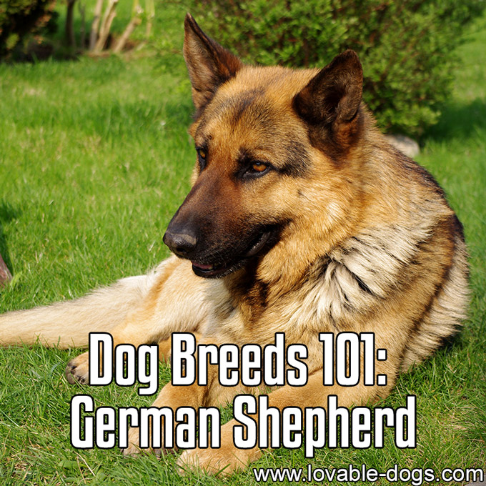 Dog Breeds 101 - German Shepherd - WP