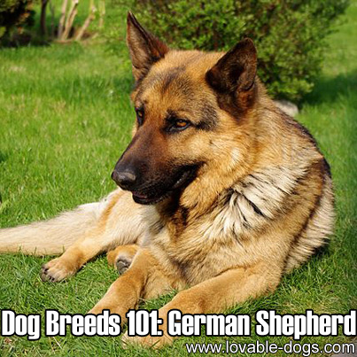 Dog Breeds 101 - German Shepherd