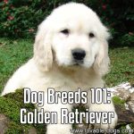 Dog Breeds 101: Golden Retriever