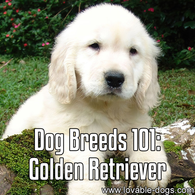 Dog Breeds 101 - Golden Retriever - WP