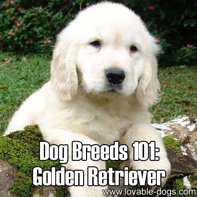 Dog Breeds 101 - Golden Retriever