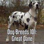 Dog Breeds 101: Great Dane