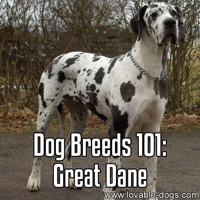 Dog Breeds 101 - Great Dane - WP