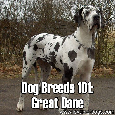 Dog Breeds 101 - Great Dane