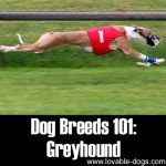 Dog Breeds 101: Greyhound