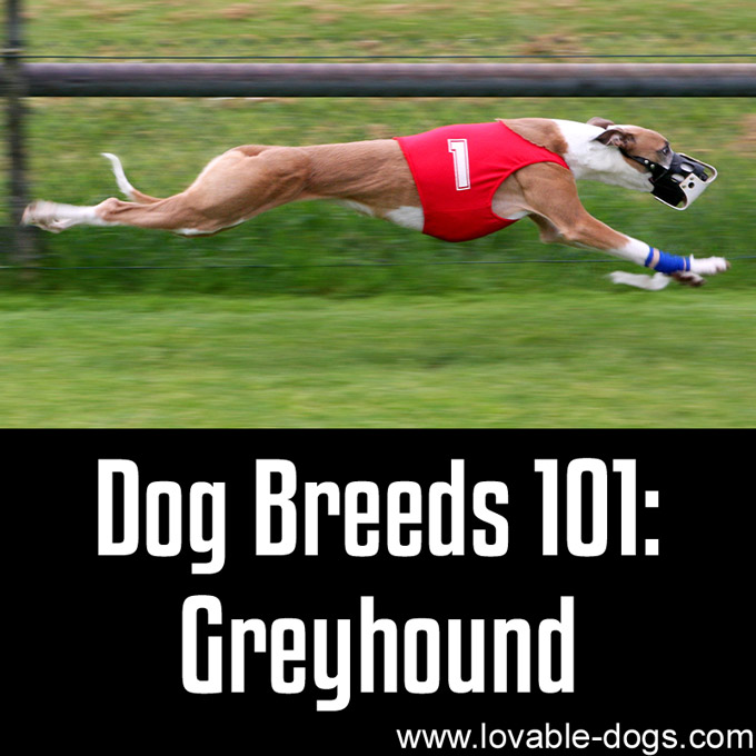 Dog Breeds 101 - Greyhound - WP