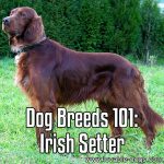 Dog Breeds 101: Irish Setter