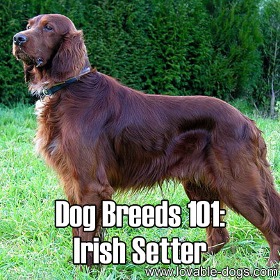 Dog Breeds 101 - Irish Setter