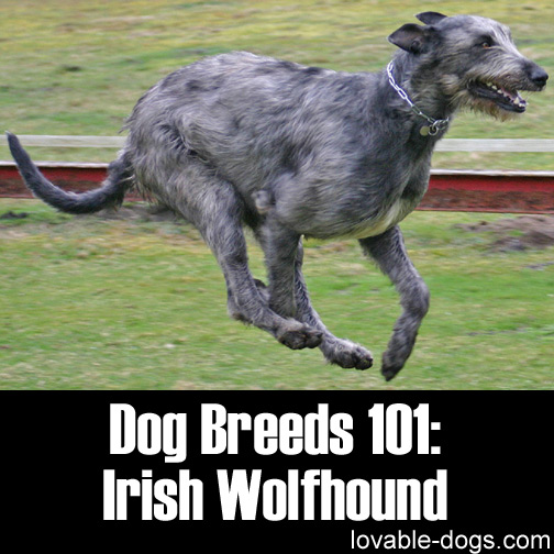 Dog Breeds 101 - Irish Wolfhound
