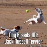 Dog Breeds 101: Jack Russell Terrier