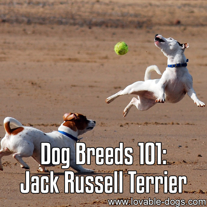 Dog Breeds 101 - Jack Russell Terrier - WP