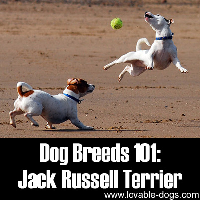 Dog Breeds 101 - Jack Russell Terrier