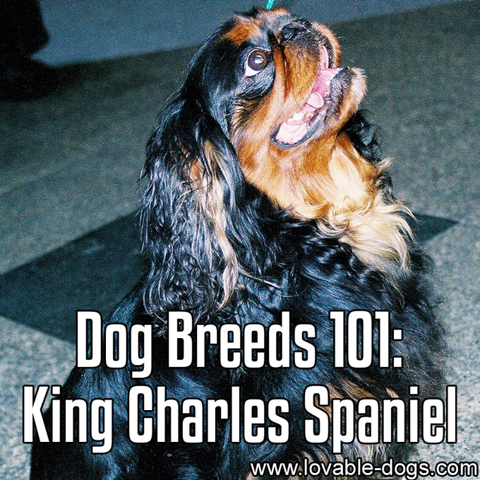 Dog Breeds 101 - King Charles Spaniel - WP