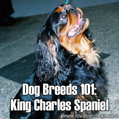 Dog Breeds 101 - King Charles Spaniel