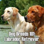 Dog Breeds 101: Labrador Retriever