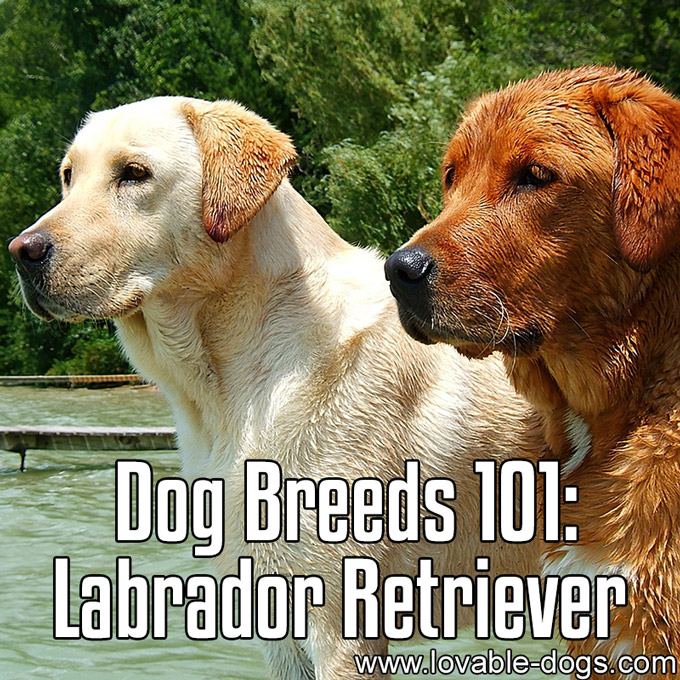 Dog Breeds 101 - Labrador Retriever - WP