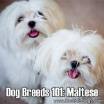 Dog Breeds 101: Maltese